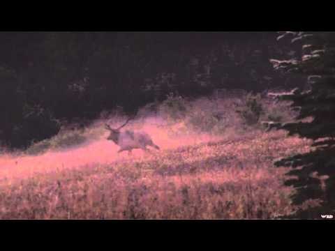 Big Boys Adventures TV - Michigan Elk Part 2
