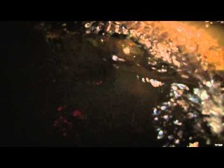 Innerloc's Out There - Gator Country