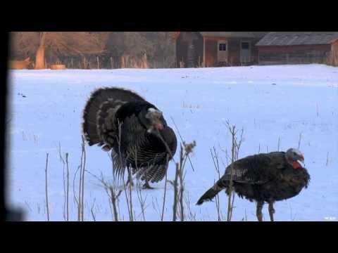 The Zone - Preview/Turkeys