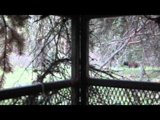 Live 2 Hunt - Spring Bear Camp
