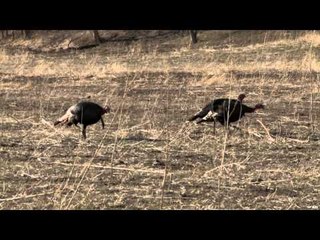 Primal Instinct - Merriam Madness