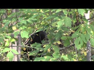 Dead Down Wind's Live the Wild Life - Manitoba Bear