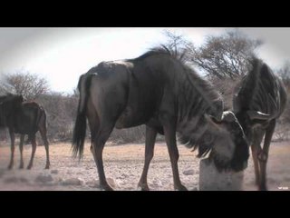 Outdoor Edge Love of the Hunt  - Ed in Africa