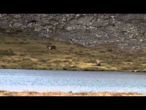 Extreme Outer Limits TV - Long Range Nunavut Caribou part 1
