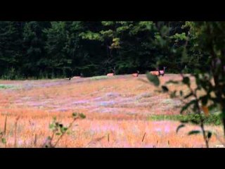 Big Boys Adventures TV - Michigan Elk Part 1