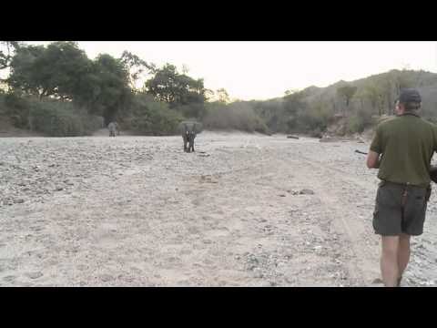 Dallas Safari Club's Tracks Across Africa - Elephants at your Feet