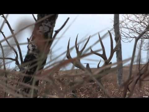 Live 2 Hunt - Keeping the Streak Alive