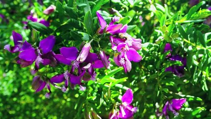 Gîte Le Bois d'Amourette - Location bormes les mimosas