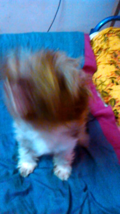 Funny Dog Videos