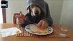 OMG dog that eats like a man - funny video - OMG VIDEO