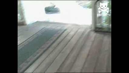 Barking bird makes a good watchdog