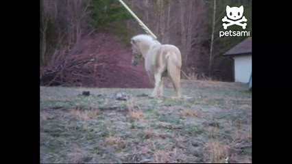 Booty-shaking bronco gets down