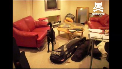 Crazy canine bounces of the couches