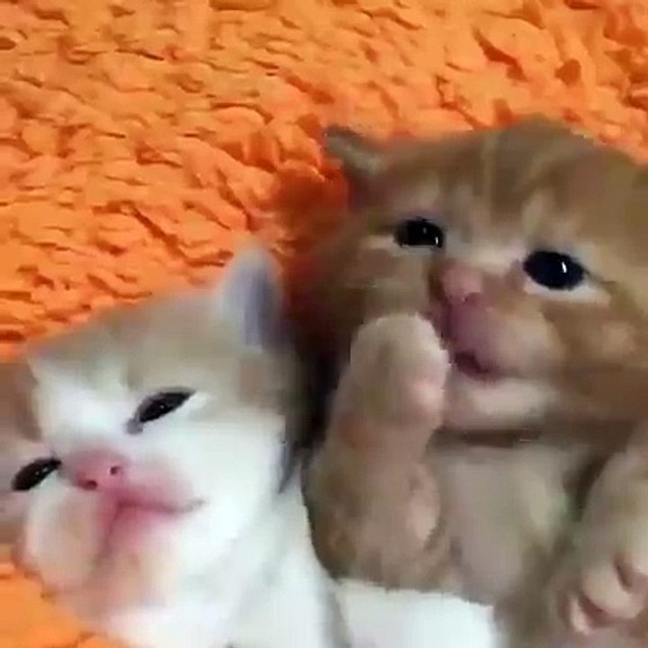 Cute Kitten overload ^_^