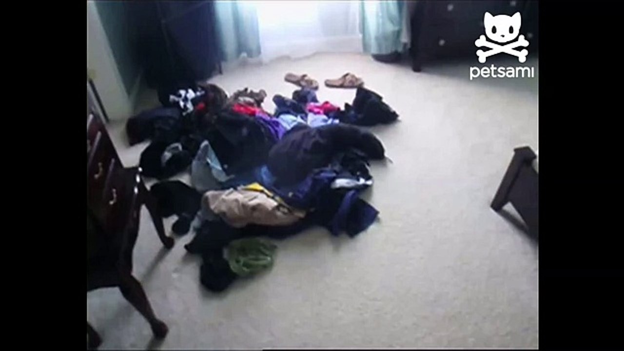 Cute puppy gets stuck in a sweater