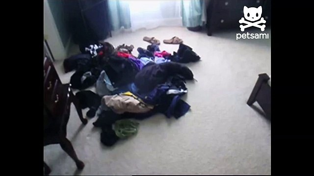 Cute puppy gets stuck in a sweater