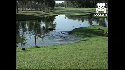 Daring dog stands up to a crocodile