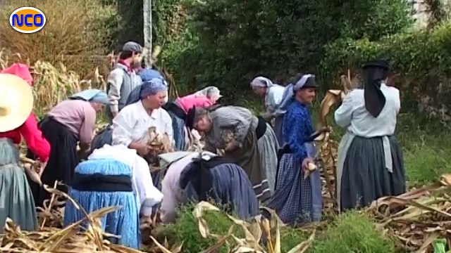 Espigas no campo ( rancho Regional da Vila de Lobão )