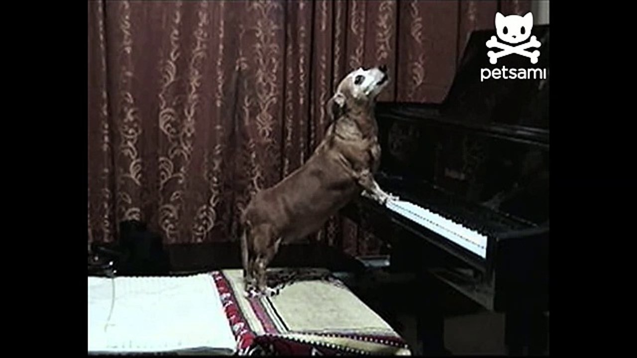 Dogs sing and play the piano together