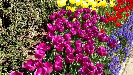 Flowers by Marcia Crayton Photography- a taste of Spring all year long