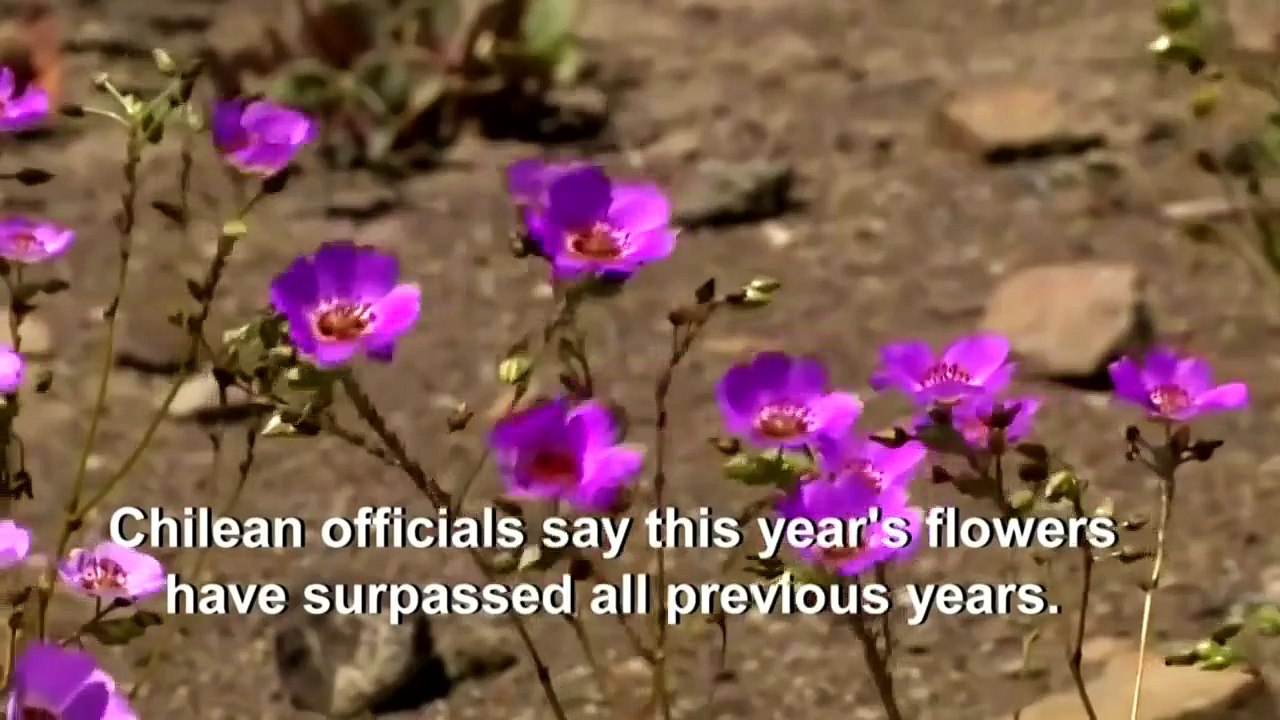 Rare flowers bloom in Chilean desert(1)