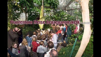 Time-lapse - Flowering of Titan arum (Amorphophallus titanum). National Botanic Garden of Belgium