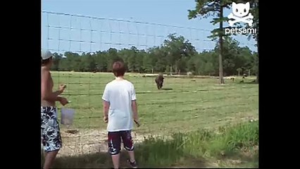 Jealous buffalo headbutts innocent goat