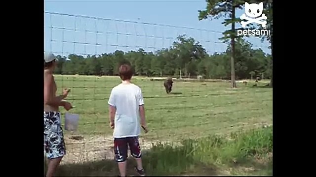 Jealous buffalo headbutts innocent goat