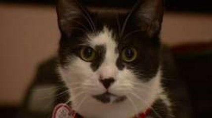 Musician composes music to soothe cats