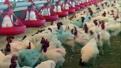 37 Indian/RAW agents workin in Ramzan Sugar Mills who r not allowed to talk, speak to any1?