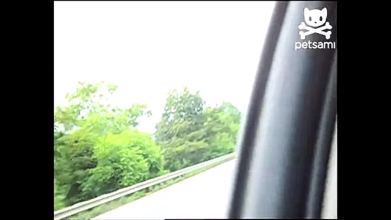 Super rad dog cruises the highway