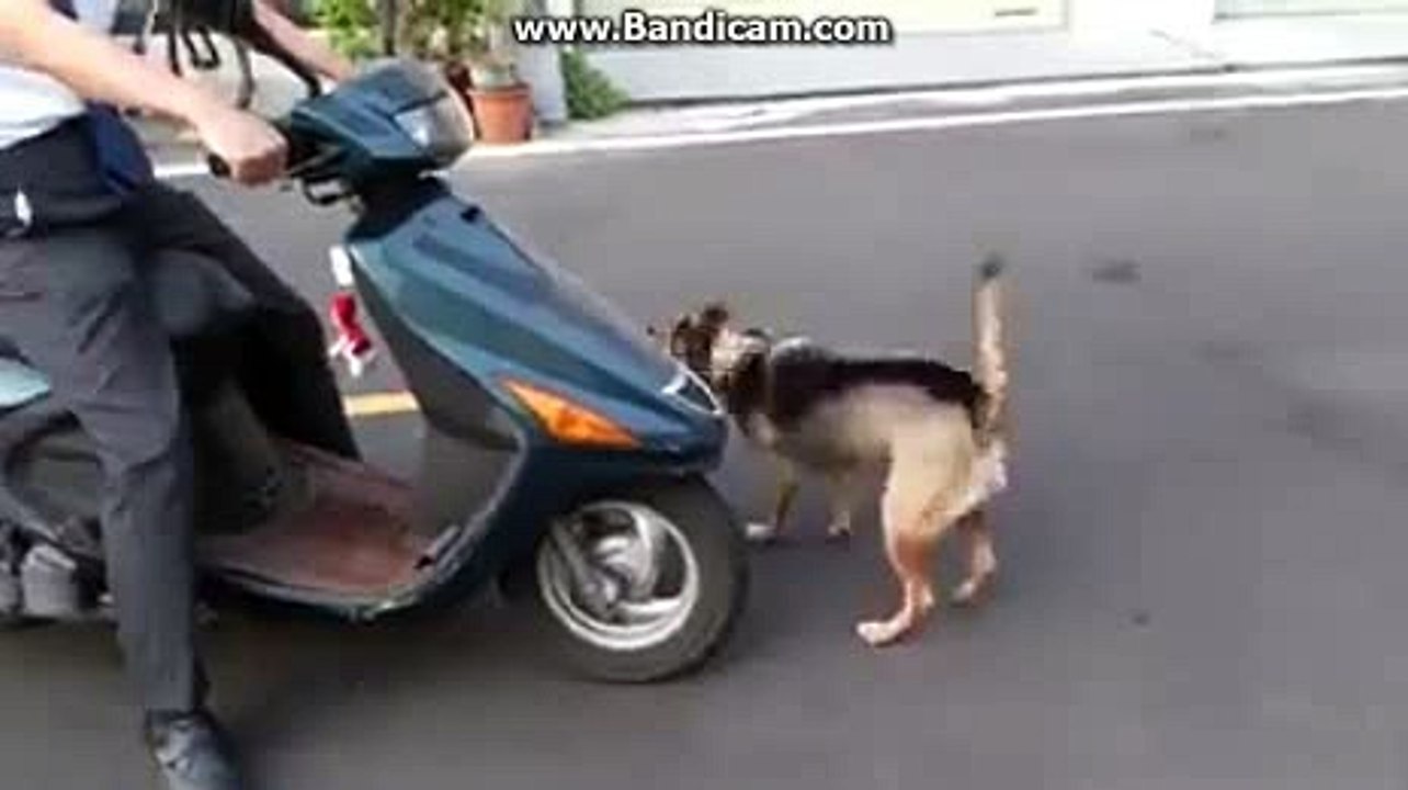 Smart dog
