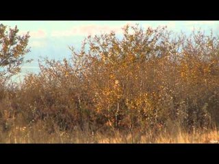 Feel the Rush TV - Opening Day Mule Deer