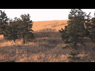 Long Range Pursuit - Thomassen Mule Deer Duo
