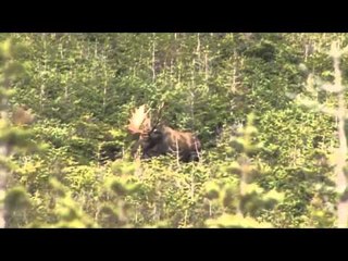 Hard Core Hunter - Newfoundland Moose