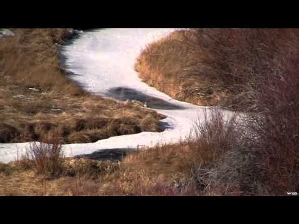 Long Range Pursuit - Thousand Yard Coyotes!