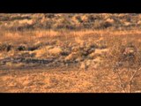 Long Range Pursuit - Weibe Wails a Wyoming Deer at 580 Yards