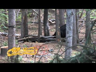 Mathews TV with Dave Watson - Idaho Bear