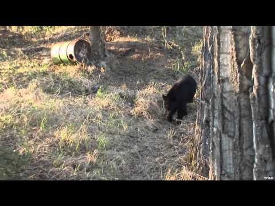 Excalibur's Huntin' the Backwoods - Misty River