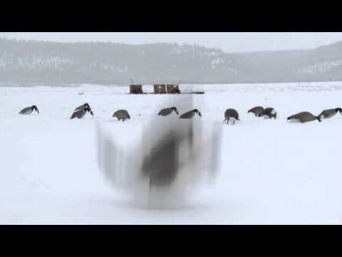 The Working Man's Retriever - Introduce Your Gun Dog to Geese