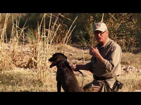 The Working Man's Retriever - Introduction to Marking
