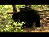 Archer's Choice - Manitoba Black Bears with Adrenaline Outfitters