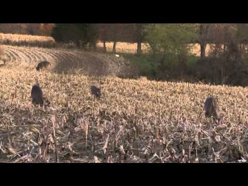 Gold Tip's Name The Game - The Lafferty Farm Part 2
