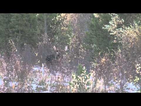 Outdoor Quest TV - Alberta Moose