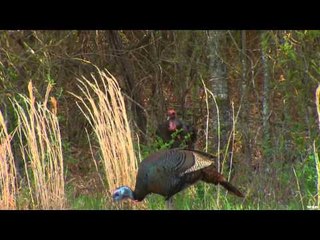 Primos - The Truth About Hunting - Turkeys in Mississippi