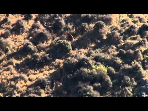 Extreme Outer Limits TV - Long Range Feral Goat and Fallow Deer in New Zealand