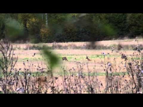 Where in the World is Colorado Buck? - Sweden and England Hunt Tour