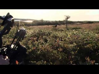Archer's Choice - Newfoundland, The Island of Moose Mania