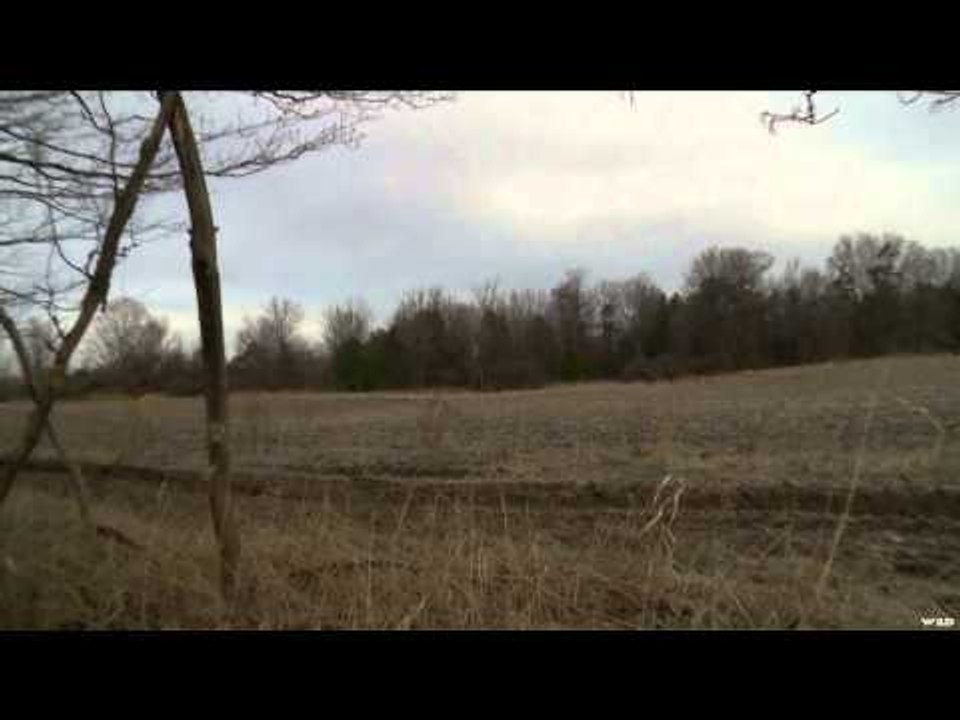 Hunt TV - Ontario Coyotes and Wolves