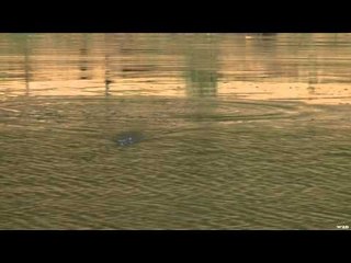 G3 Sportsman - Hot Weather Bass